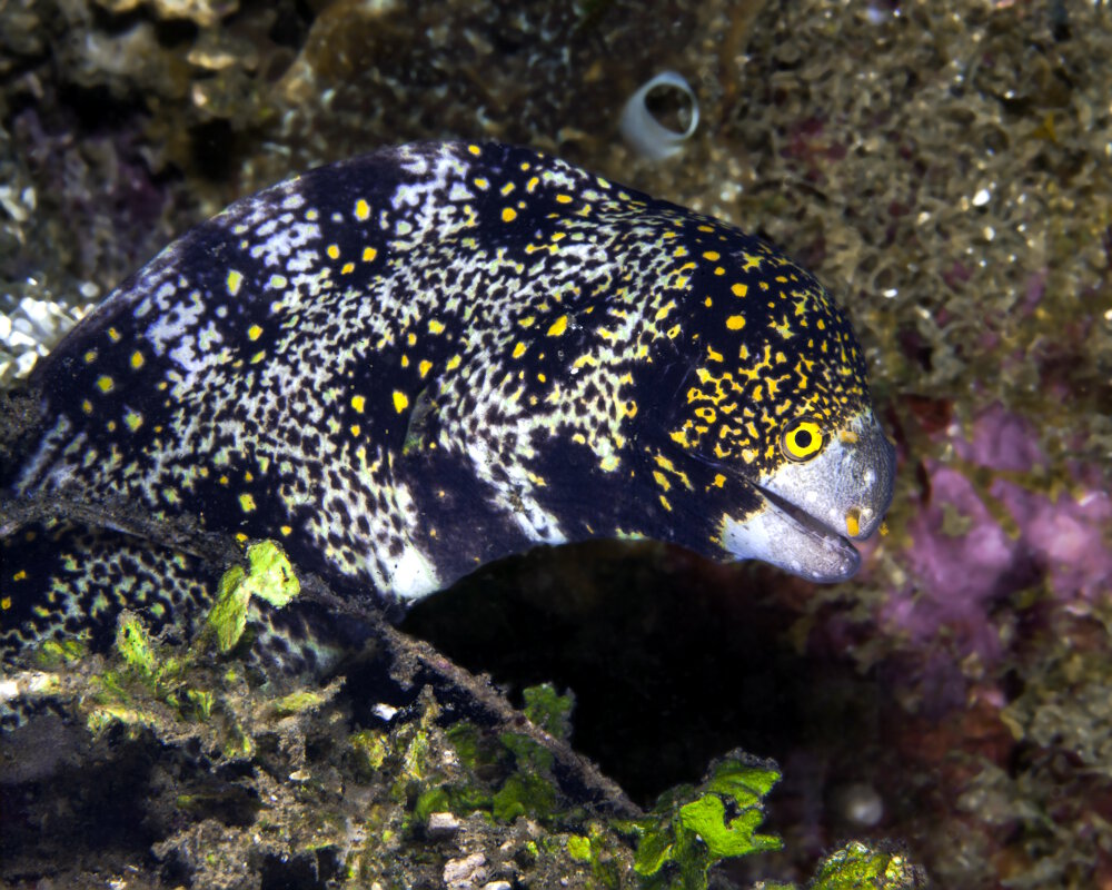 La murène étoilée (Echidna nebulosa)