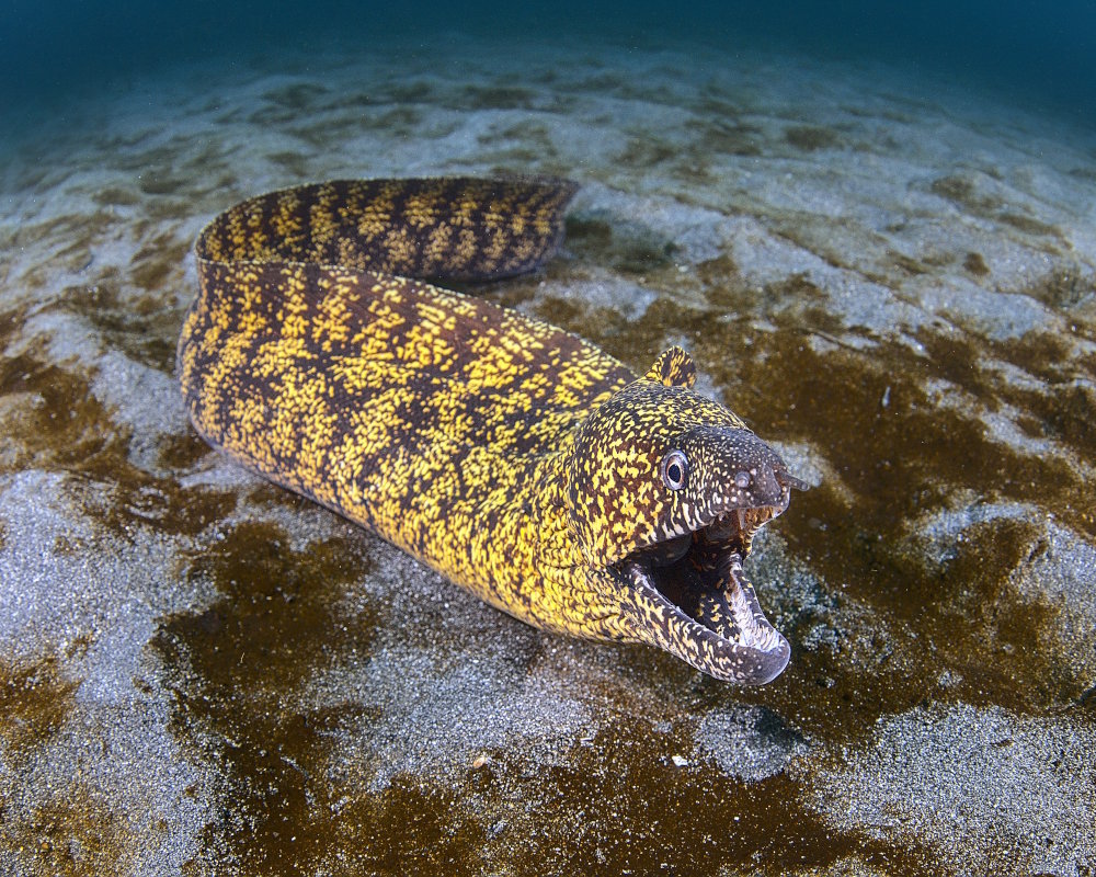 La murène Kidako (Gymnothorax kidako)