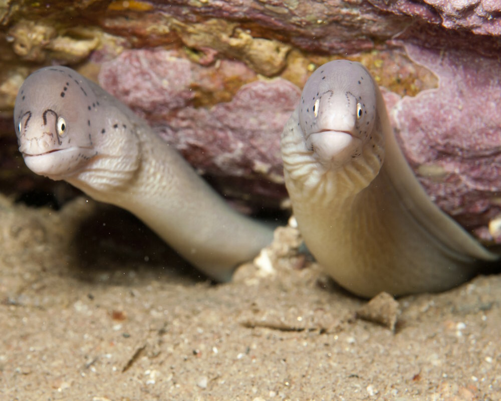La murène tatouée (Gymnothorax griseus)