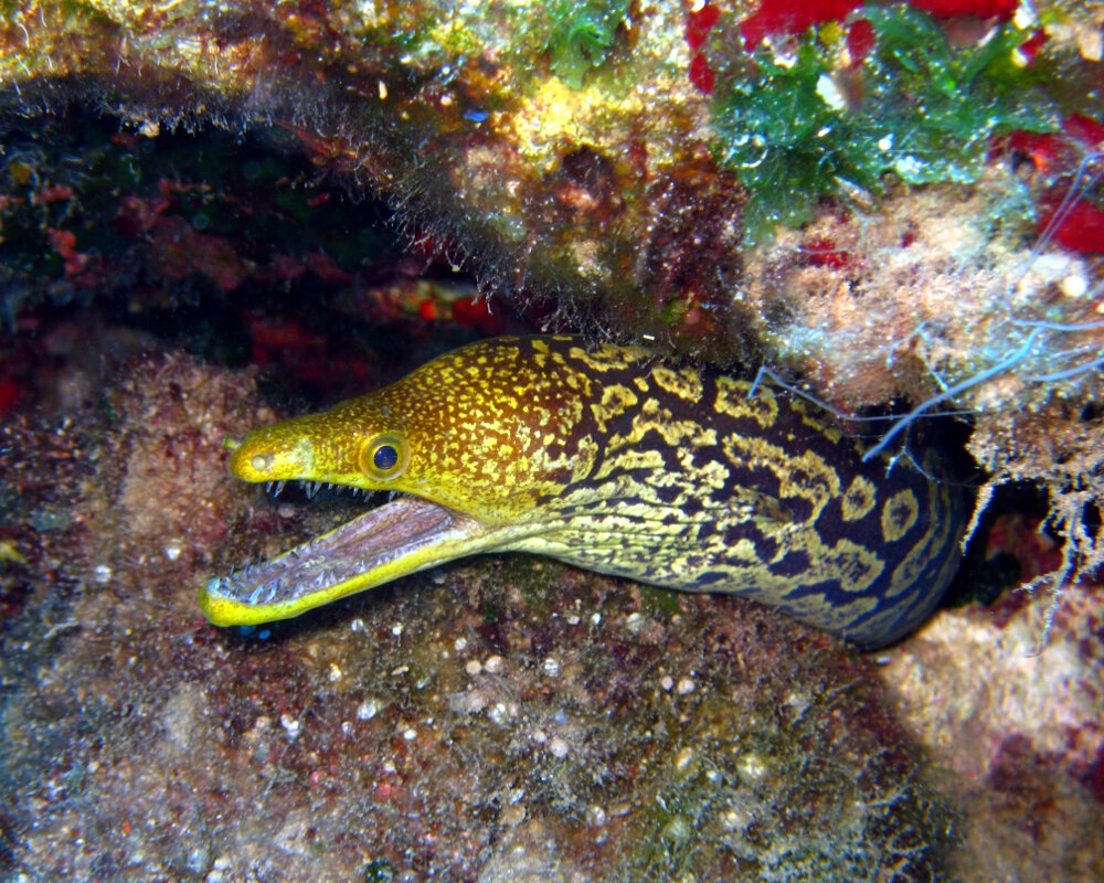 La murène tigre (Enchelycore anatina)