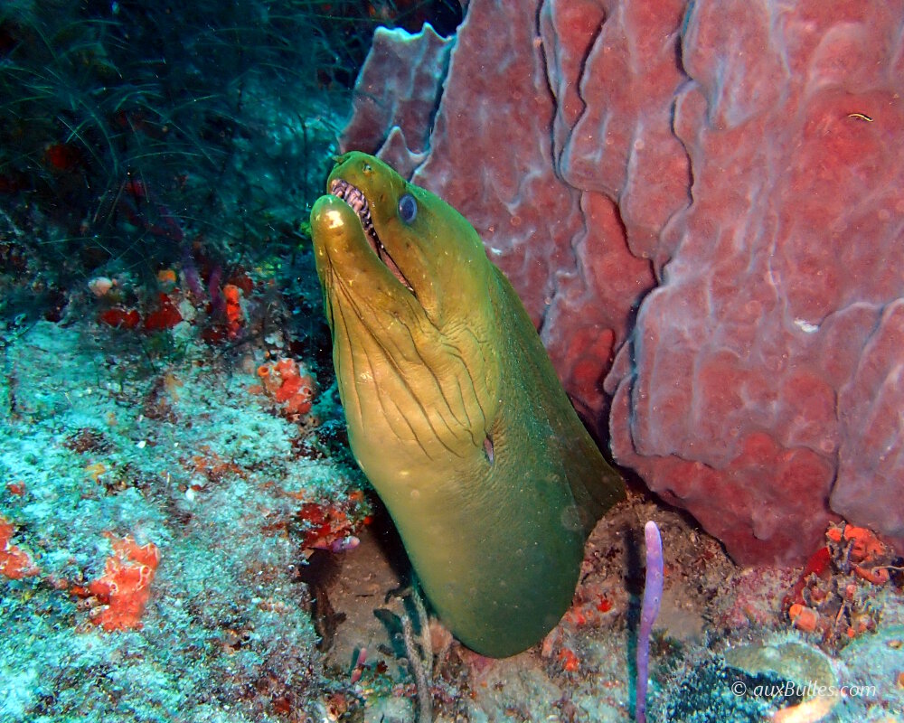 La murène verte (Gymnothorax funebris)