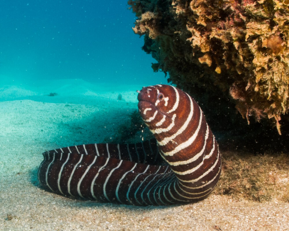 La murène zèbre (Gymnomuraena zebra)