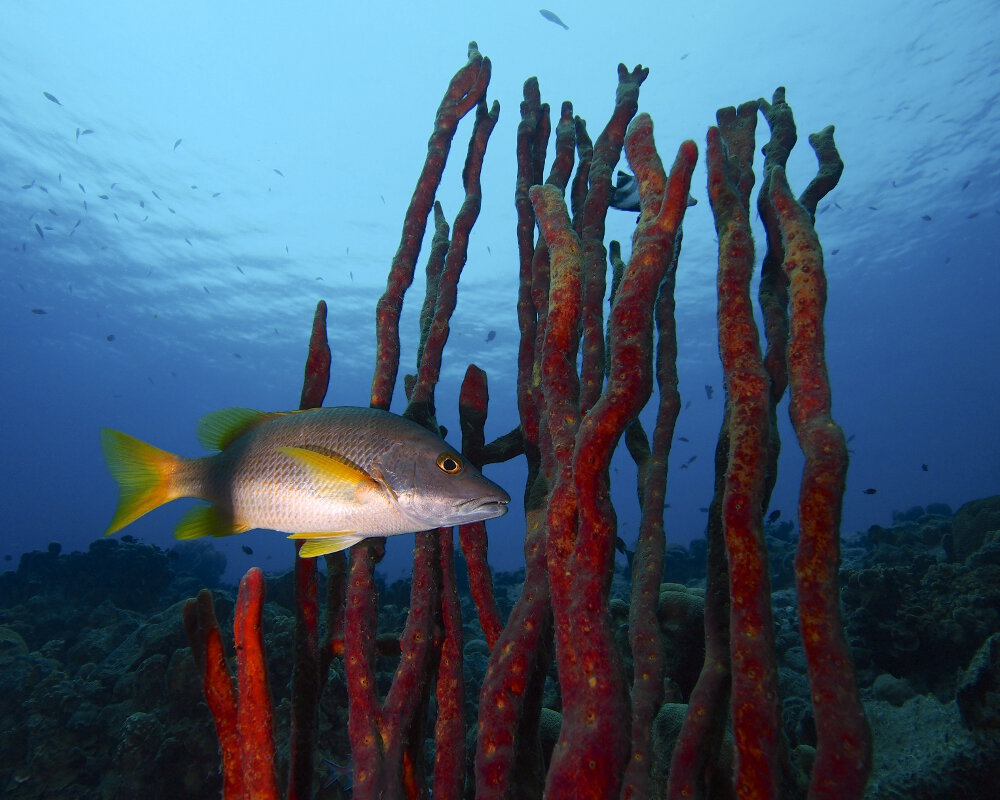 Le pagre jaune (Lutjanus apodus)