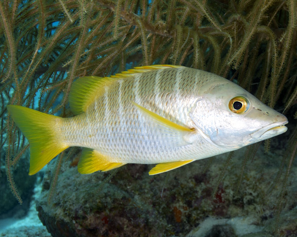 schoolmaster snapper