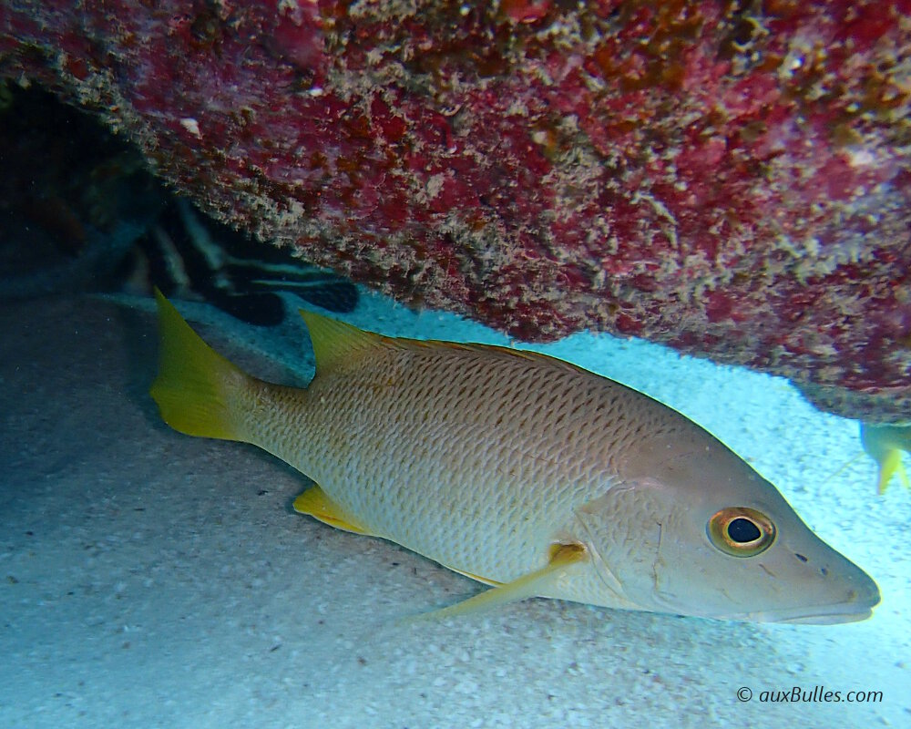 Le pagre jaune (Lutjanus apodus)