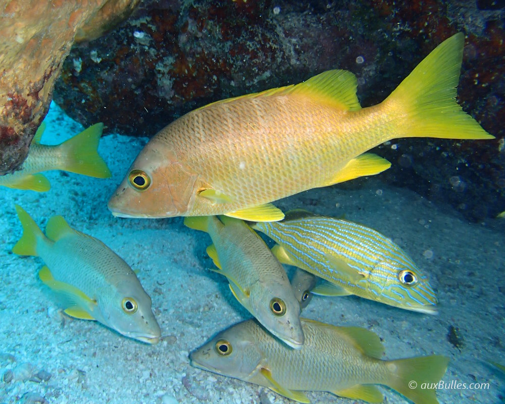 The schoolmaster snapper (Lutjanus apodus) | Fish | Sealife guide