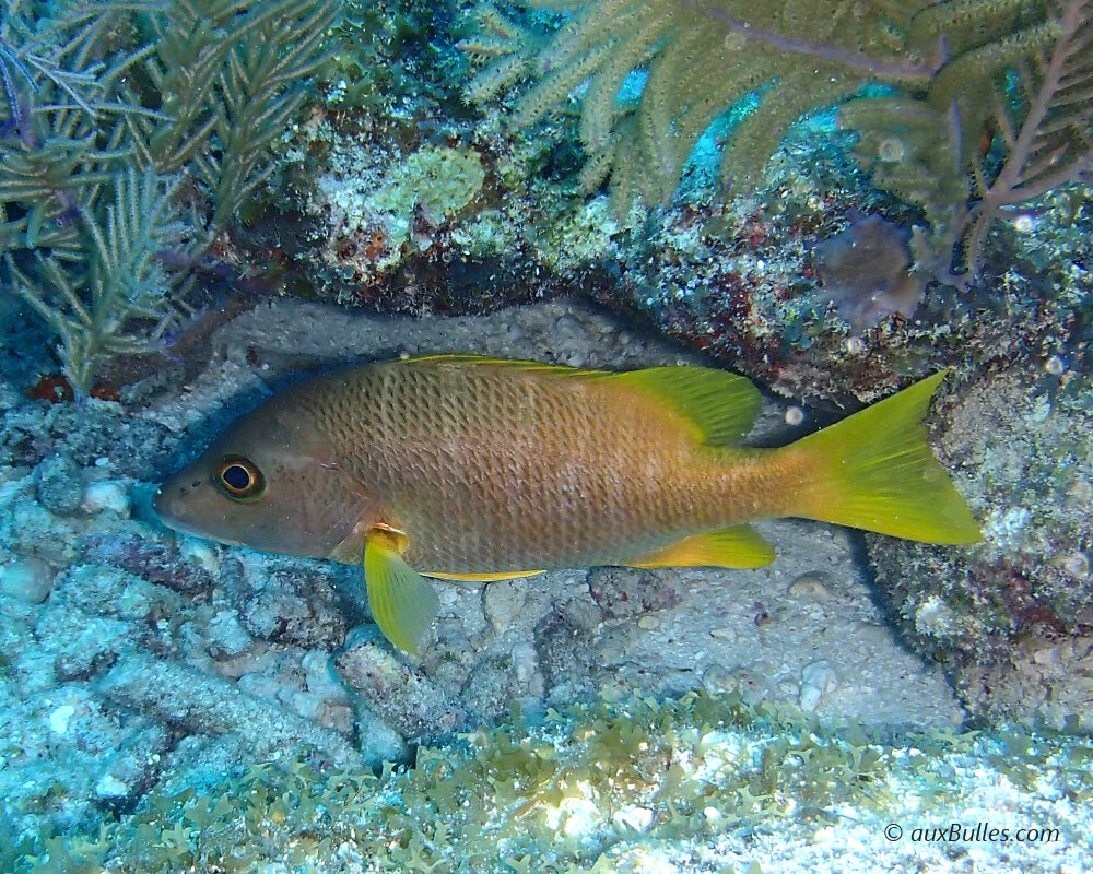 The schoolmaster snapper (Lutjanus apodus) | Fish | Sealife guide