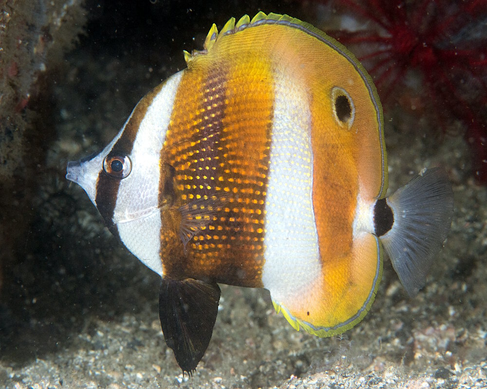 Le poisson papillon à bandes orange (Coradion chrysozonus)