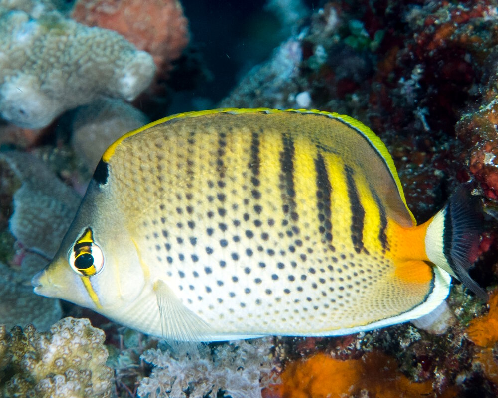 Le poisson papillon à bandes ponctuées (Chaetodon punctatofasciatus)