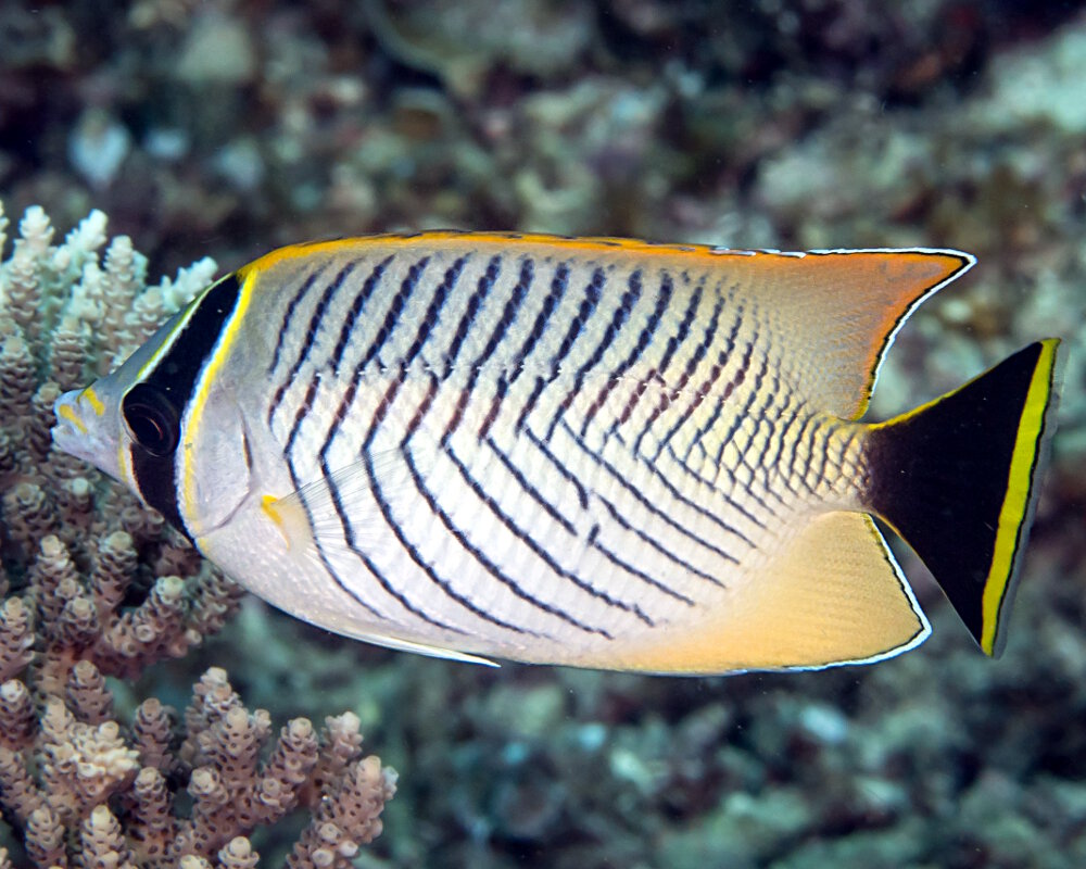 Le poisson papillon à chevrons (Chaetodon trifascialis)