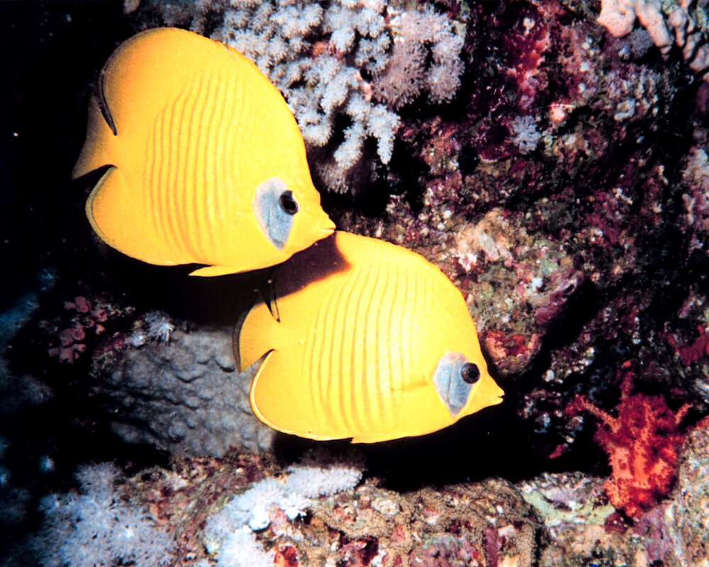 Le poisson papillon à demi masqué (Chaetodon semilarvatus)