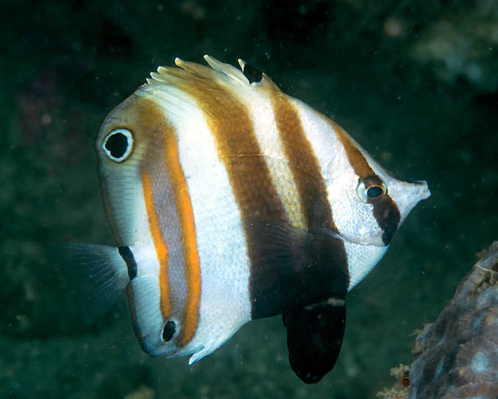 Le poisson papillon à deux yeux (Coradion melanopus)