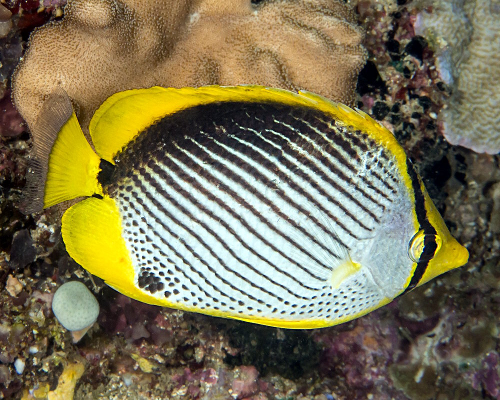 Le poisson papillon à dos noir (Chaetodon melannotus)