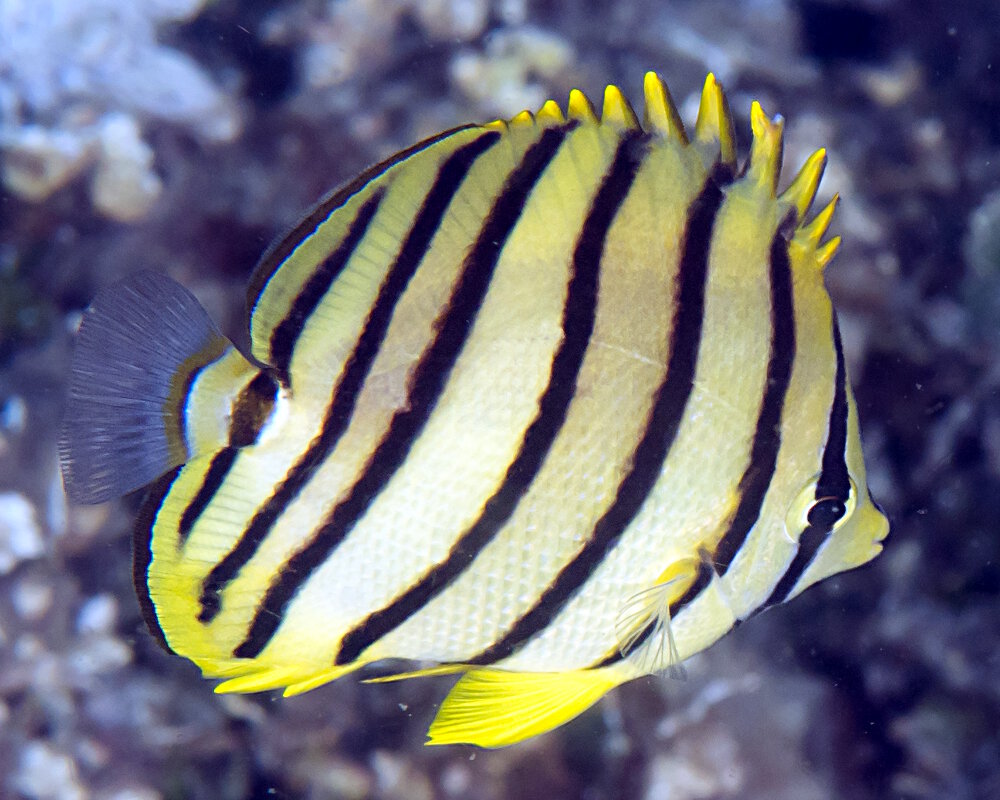 Le poisson papillon à huit bandes (Chaetodon octofasciatus)