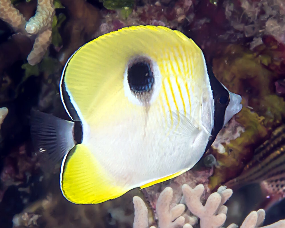 Le poisson papillon à larme du Pacifique (Chaetodon unimaculatus)