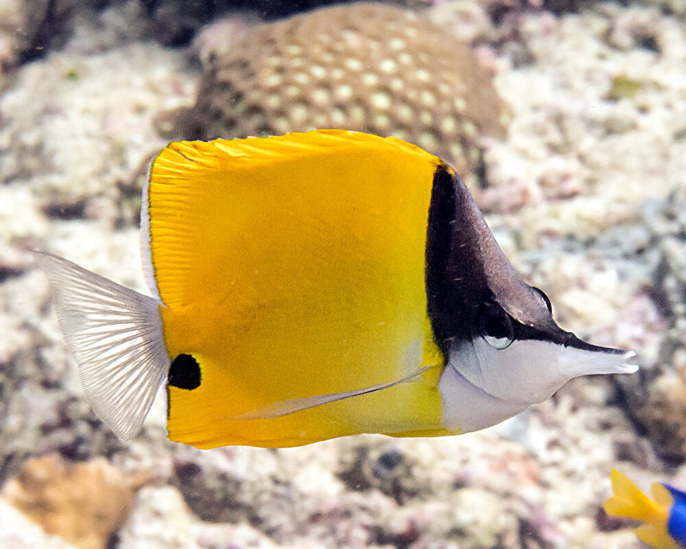 Le poisson papillon à long bec (Forcipiger flavissimus)