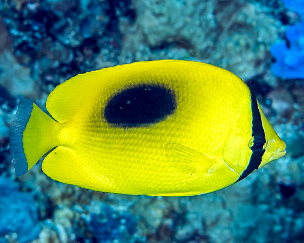 Le poisson papillon à miroir (Chaetodon speculum)