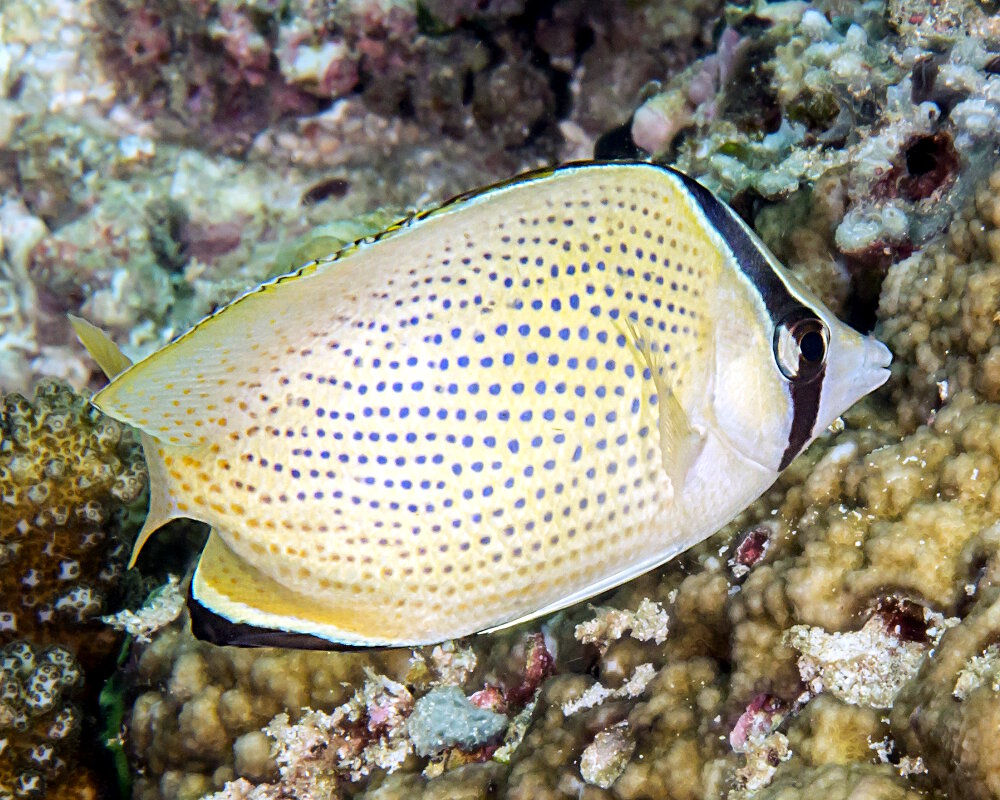 Le poisson papillon citron (Chaetodon citrinellus)