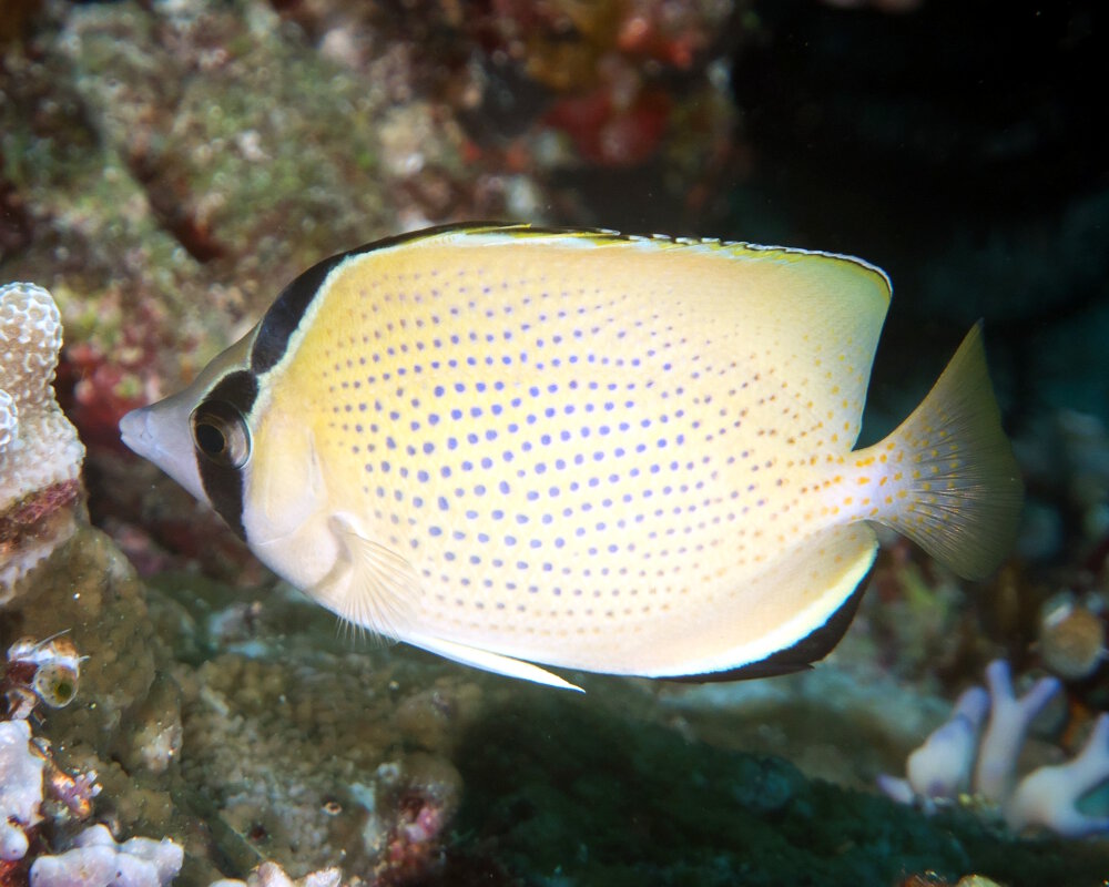 Le poisson papillon citron (Chaetodon citrinellus)