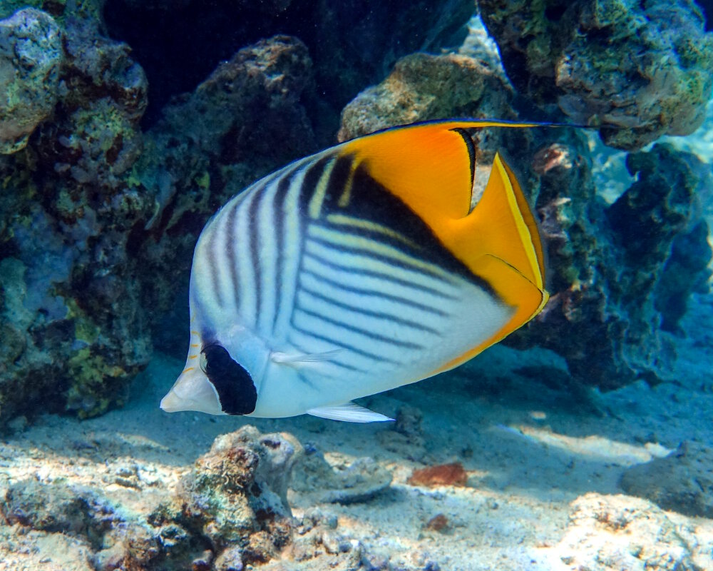 Le poisson papillon cocher (Chaetodon auriga)