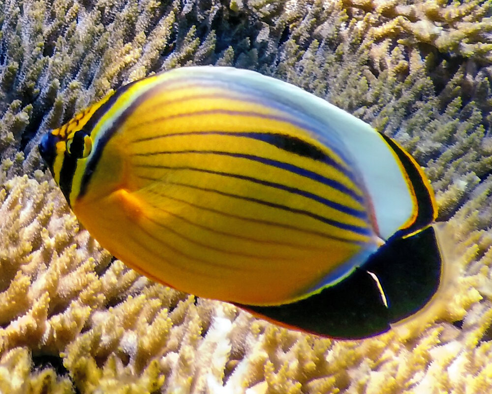 Le poisson papillon côtelé de mer Rouge (Chaetodon austriacus)