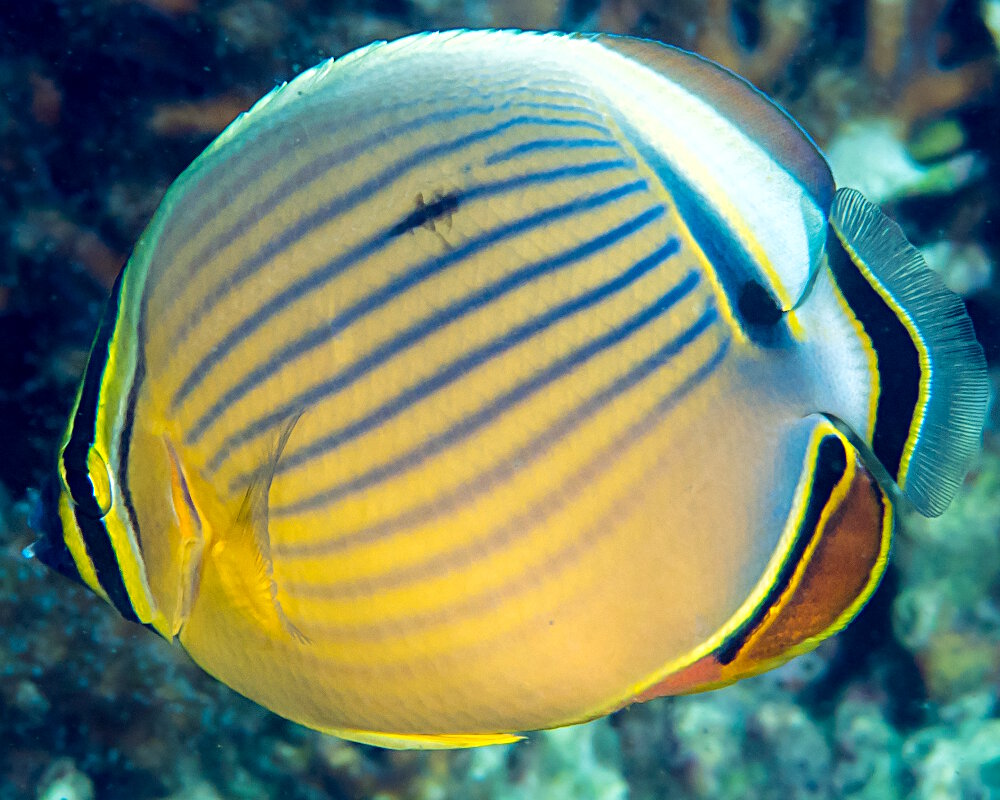 Le poisson papillon côtelé du Pacifique (Chaetodon lunulatus)