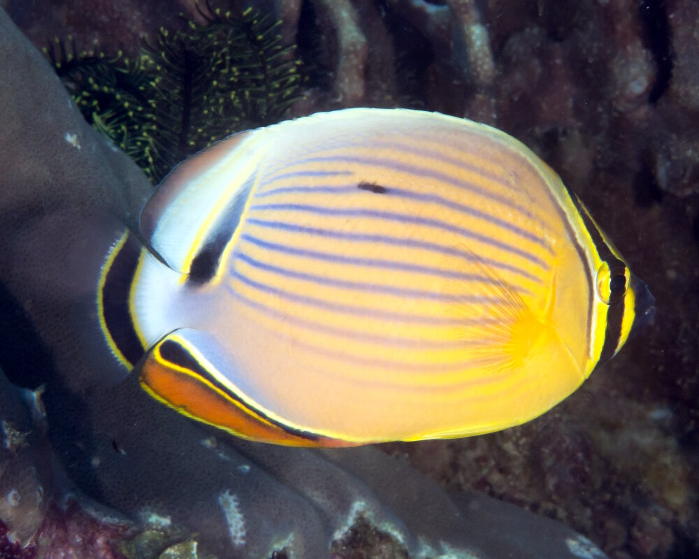 Le poisson papillon côtelé du Pacifique (Chaetodon lunulatus)