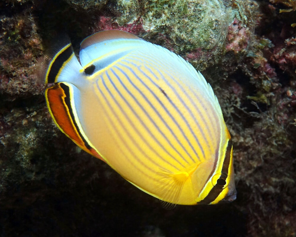 Le poisson papillon côtelé du Pacifique (Chaetodon lunulatus)