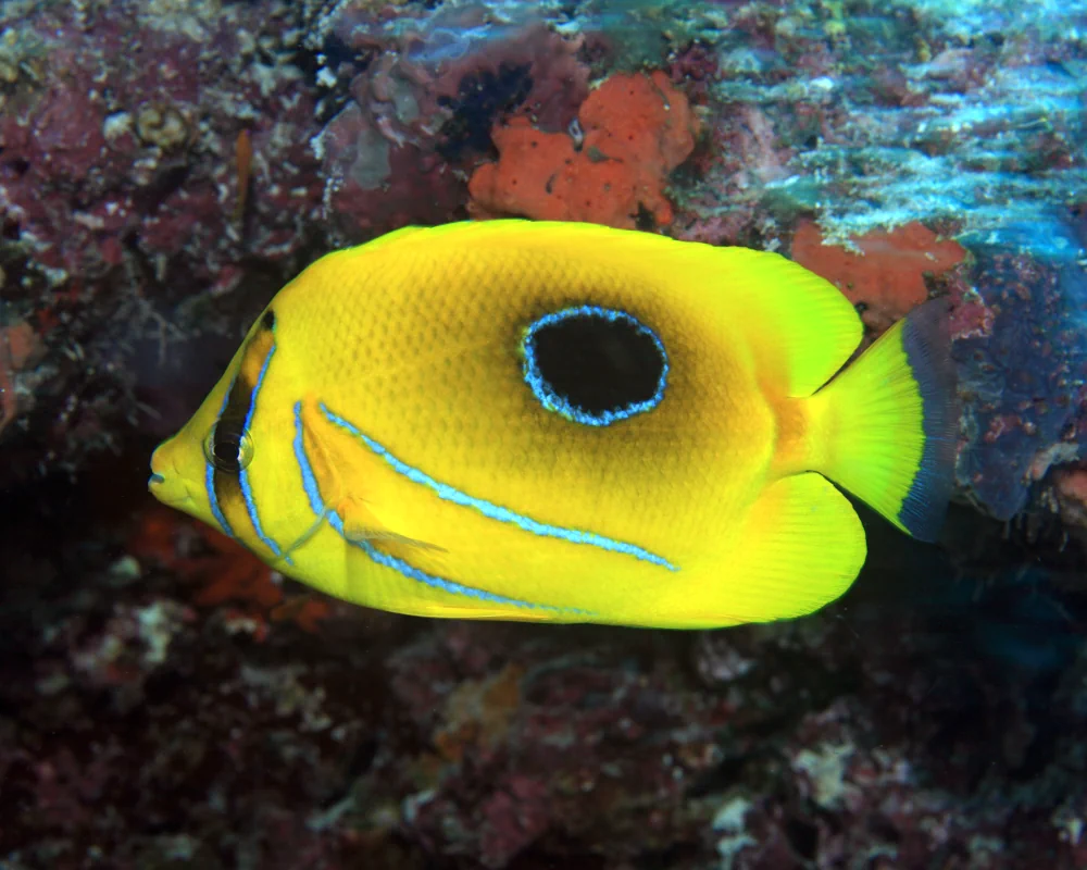 The bluelashed butterflyfish is recognizable by its large round black spot edged in bright blue