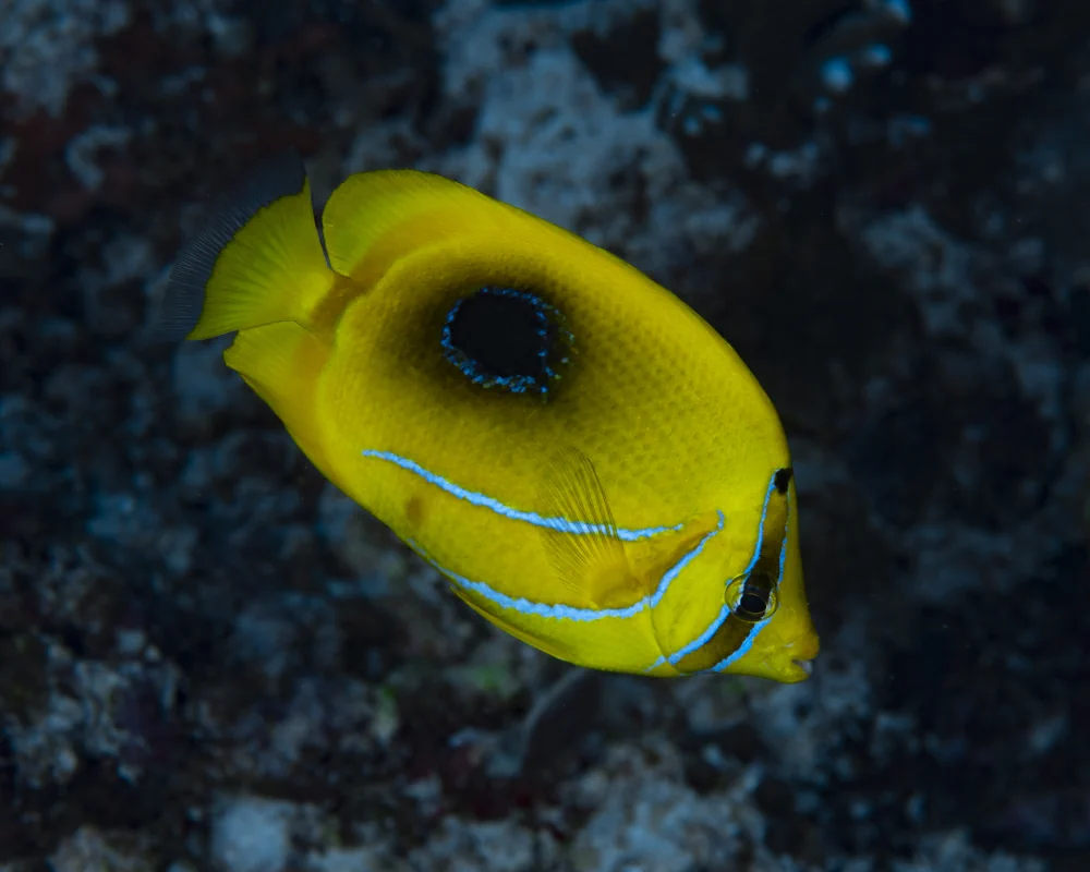 The bluelashed butterflyfish (Chaetodon bennetti)