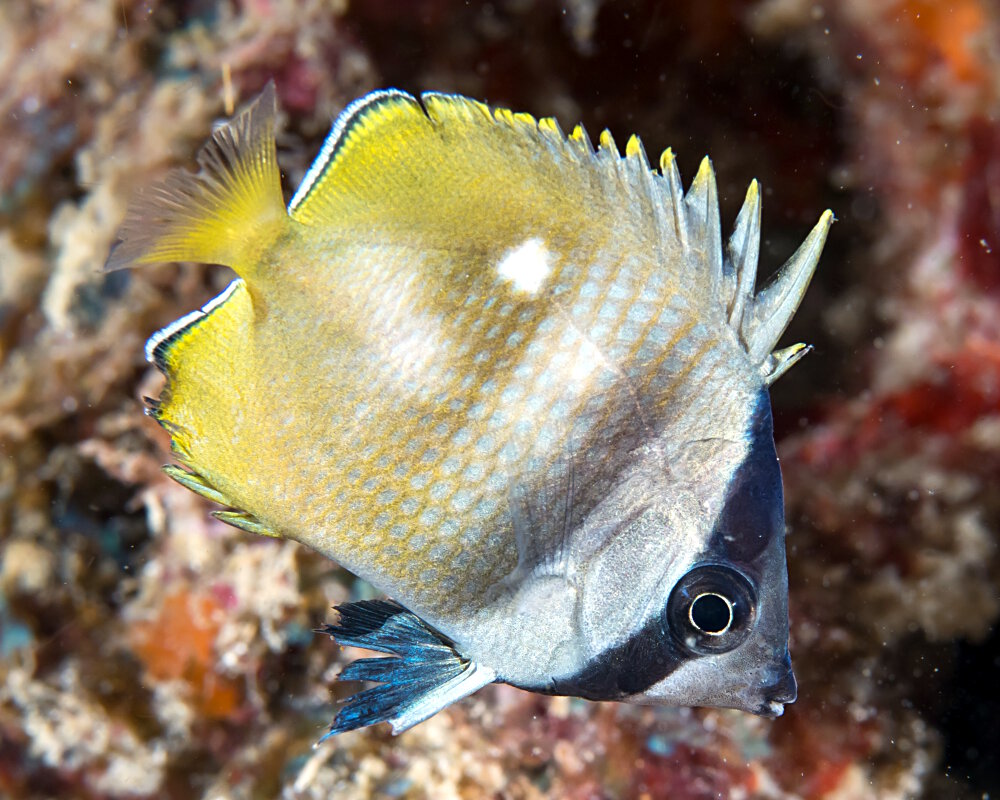 Le poisson papillon de Klein (Chaetodon kleinii)