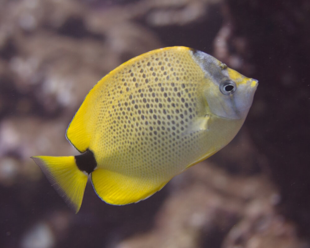 Le poisson papillon grains de millet (Chaetodon miliaris)