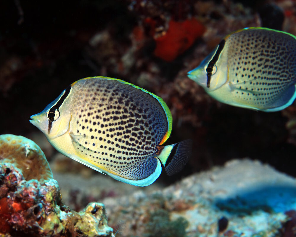 Le poisson papillon moucheté (Chaetodon guttatissimus)