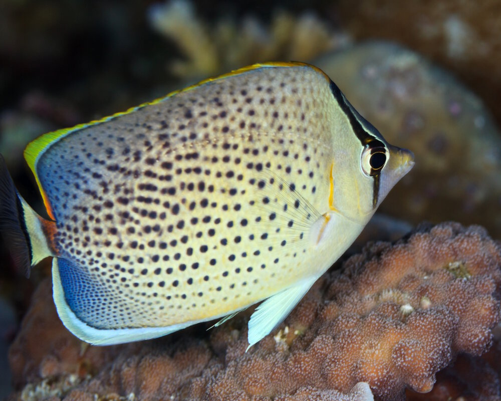 Le poisson papillon moucheté (Chaetodon guttatissimus)