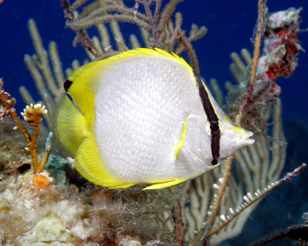 The spotfin butterflyfish (Chaetodon ocellatus)