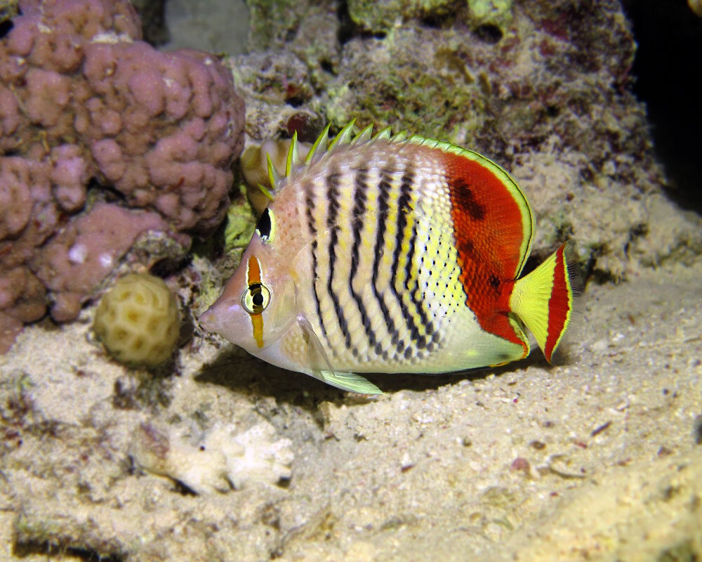 Le poisson papillon orange (Chaetodon paucifasciatus)