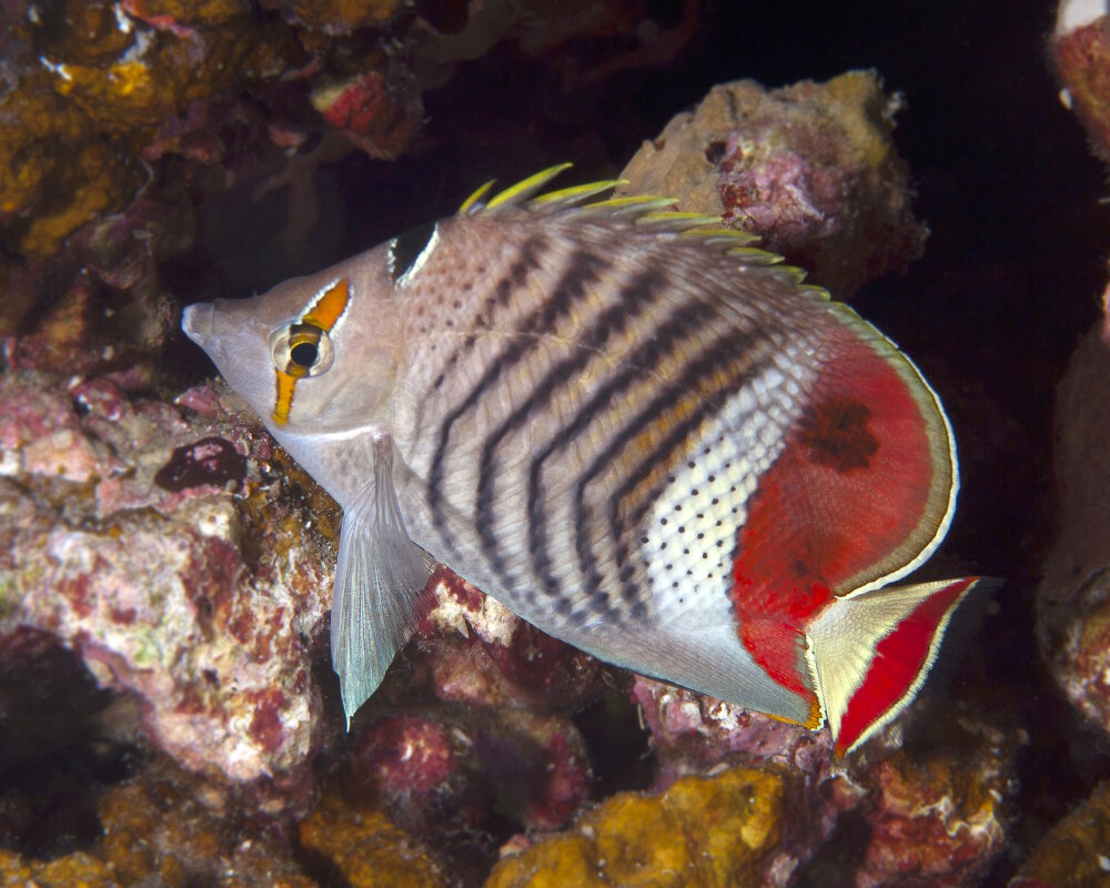 Le poisson papillon orange (Chaetodon paucifasciatus)