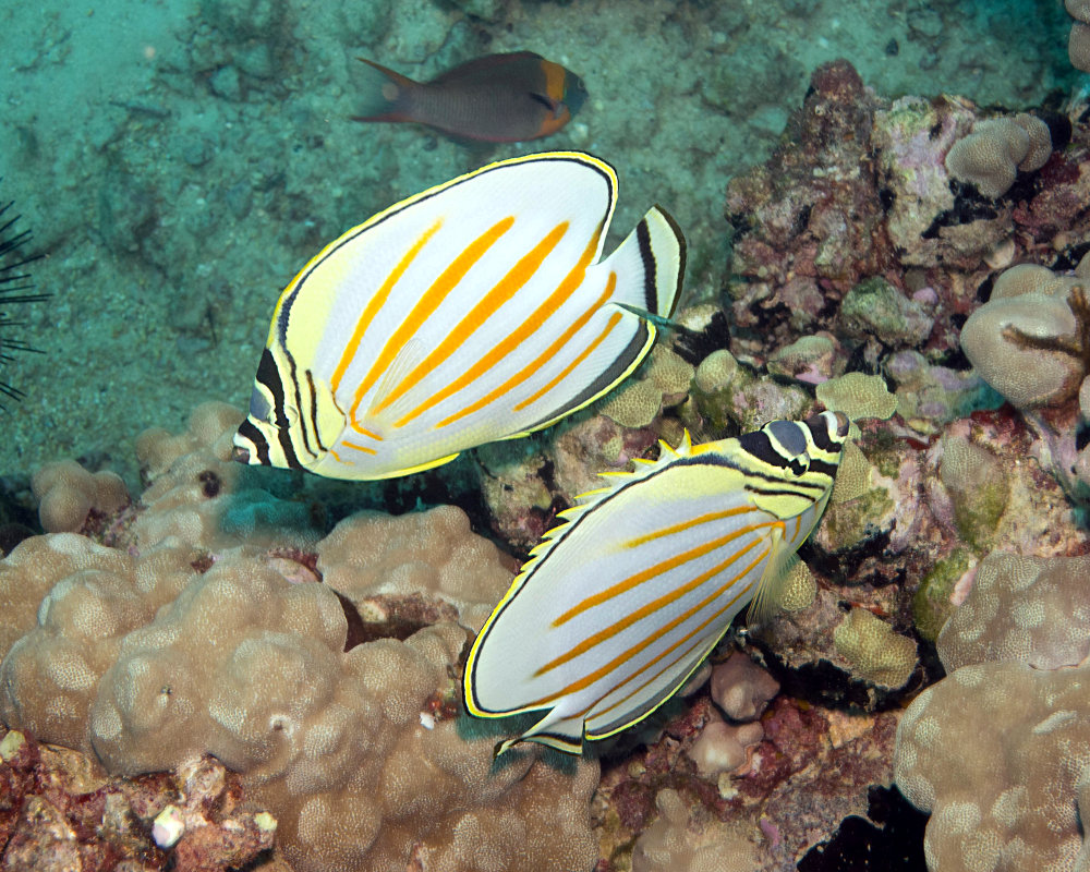 Le poisson papillon orné (Chaetodon ornatissimus)