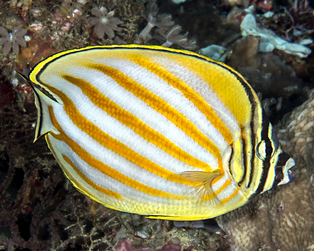 Le poisson papillon orné (Chaetodon ornatissimus)