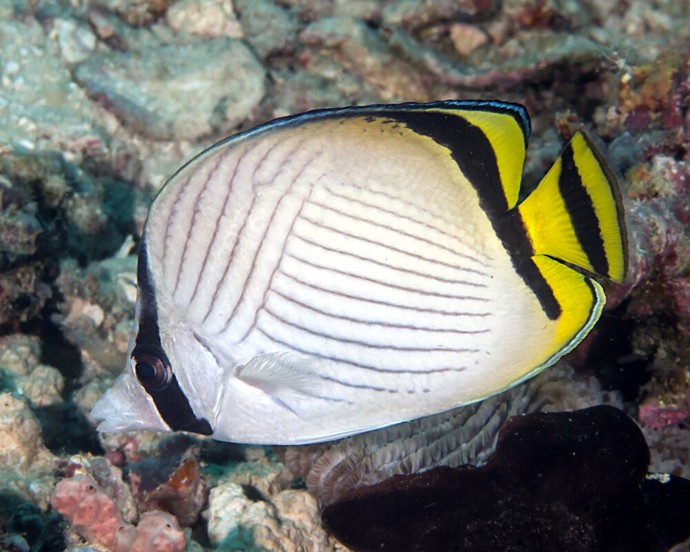 Le poisson papillon vagabond (Chaetodon vagabundus)