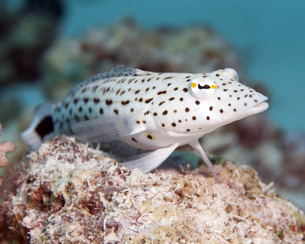La perche de sable tachetée (Parapercis hexophtalma)