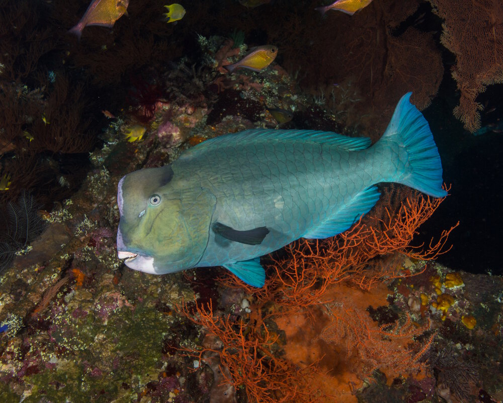 Le poisson perroquet à bosse (Bolbometopon muricatum)