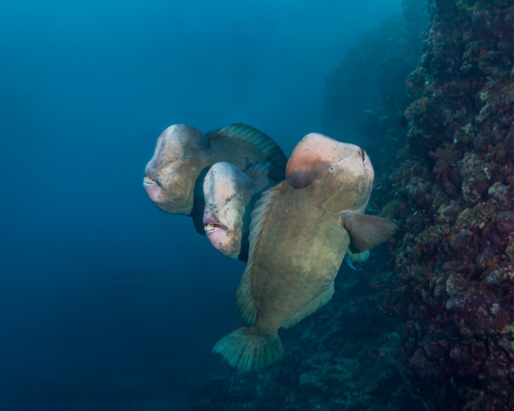 Le poisson perroquet à bosse (Bolbometopon muricatum)