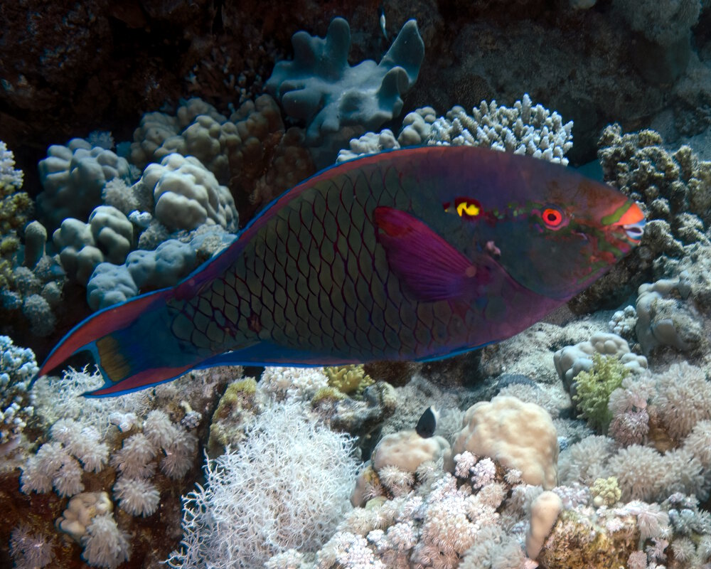 The swarthy parrotfish (Scarus niger)