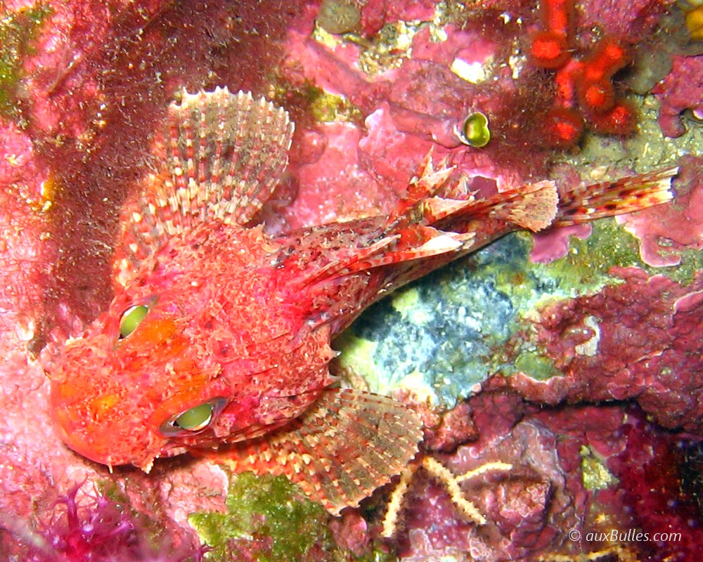 La petite rascasse rouge (Scorpaena notata)