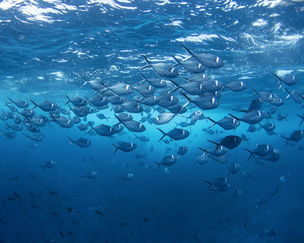 Le pompaneau éclatant (Trachinotus stilbe)