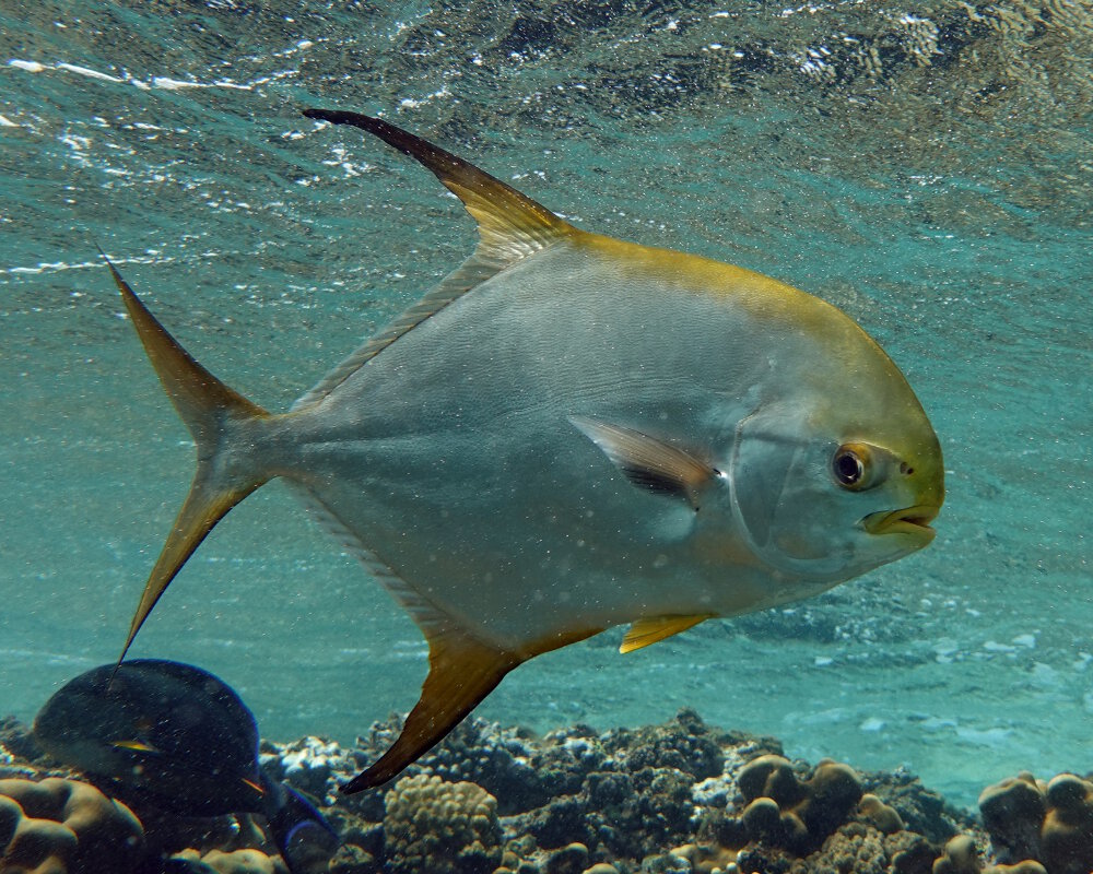 Le pompaneau lune (Trachinotus blochii)