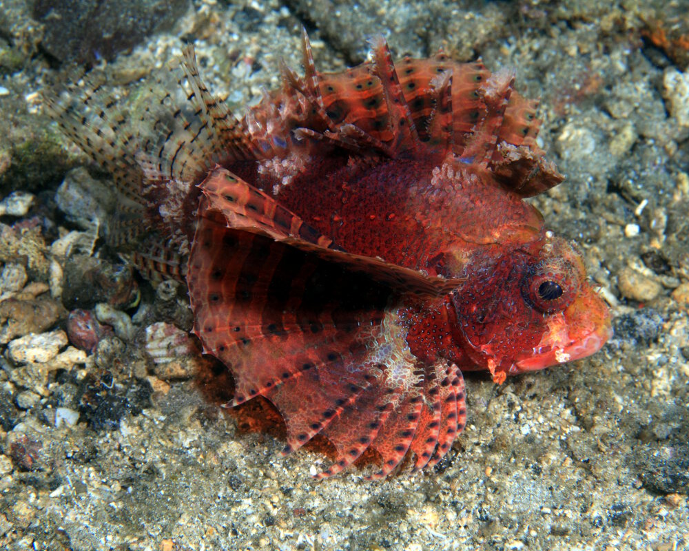 Le ptérois nain (Dendrochirus brachypterus)