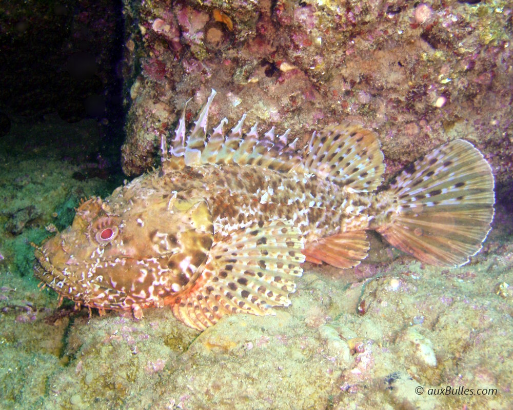 Rascasse Brune (Scorpaena Porcus) | Poissons Marins | Vie Marine