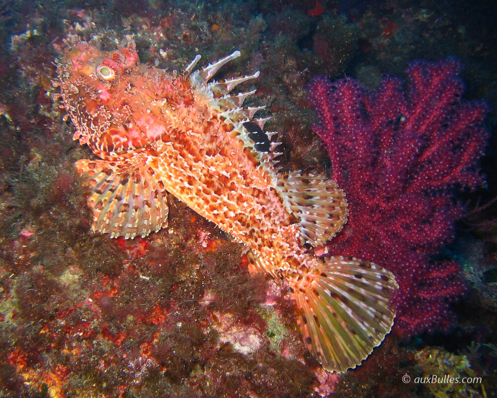 La rascasse rouge ou chapon (Scorpaena scrofa)